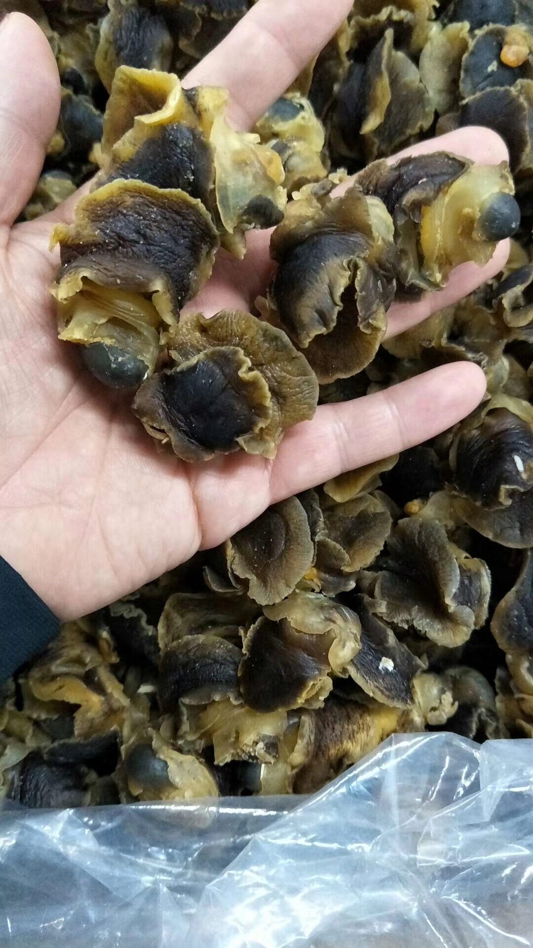 野生螺头干货深海响螺头香螺肉香螺干250g包邮其它