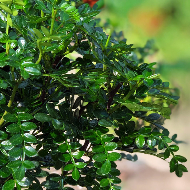 驱蚊盆栽室内室外外地户外清香木蚊子植物清植物绿植