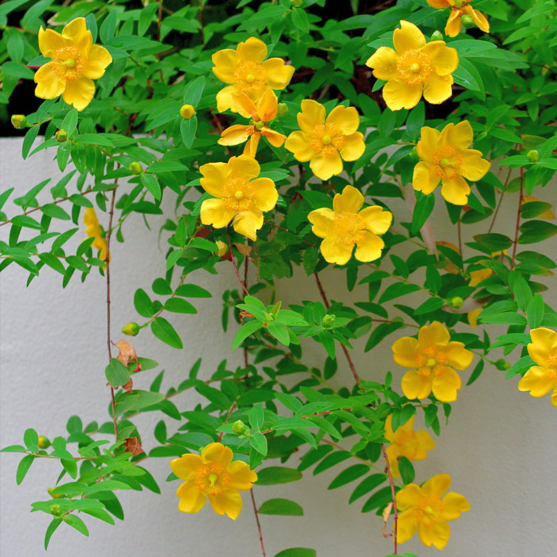 卉生活法国香水藤盆栽茉莉花苗耐寒好养爬藤植物阳台庭院花卉