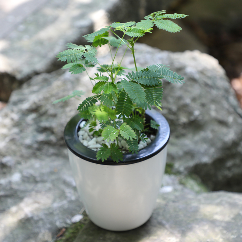 含羞草盆栽 植物 室内 奇异花草 桌面趣味植物 害羞草带盆 包邮