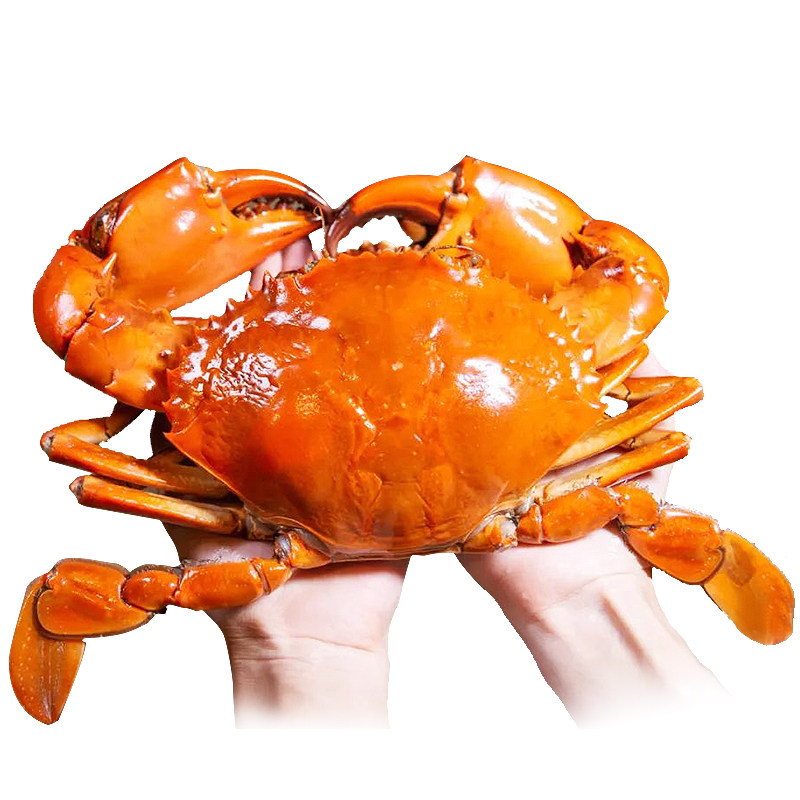 越南水产超大蟹公三门鲜活海鲜缅甸螃蟹特大青蟹