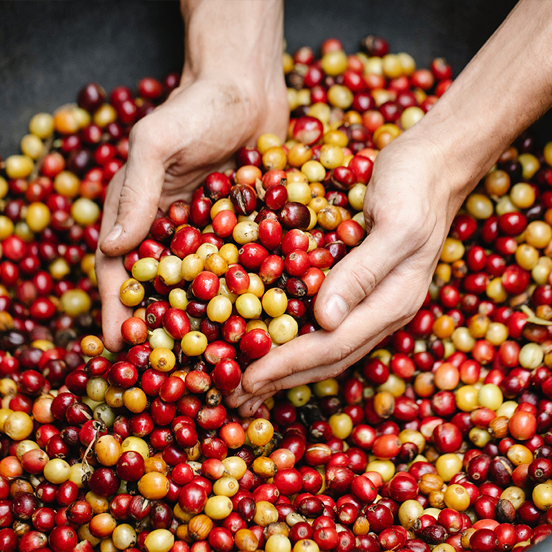 咖啡豆印度尼西亚爪哇无糖手咖啡厌氧日晒处理轻度烘焙咖啡豆
