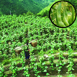 豆搭配酸菜花豆米火锅煲汤新款 3斤袋装 农家自种食用四季 贵州特产