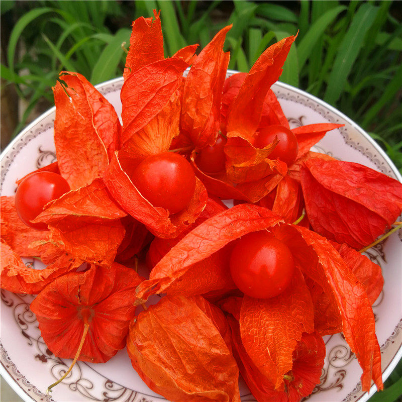 500包邮红姑娘东北黑龙江特产菇娘果苦其它