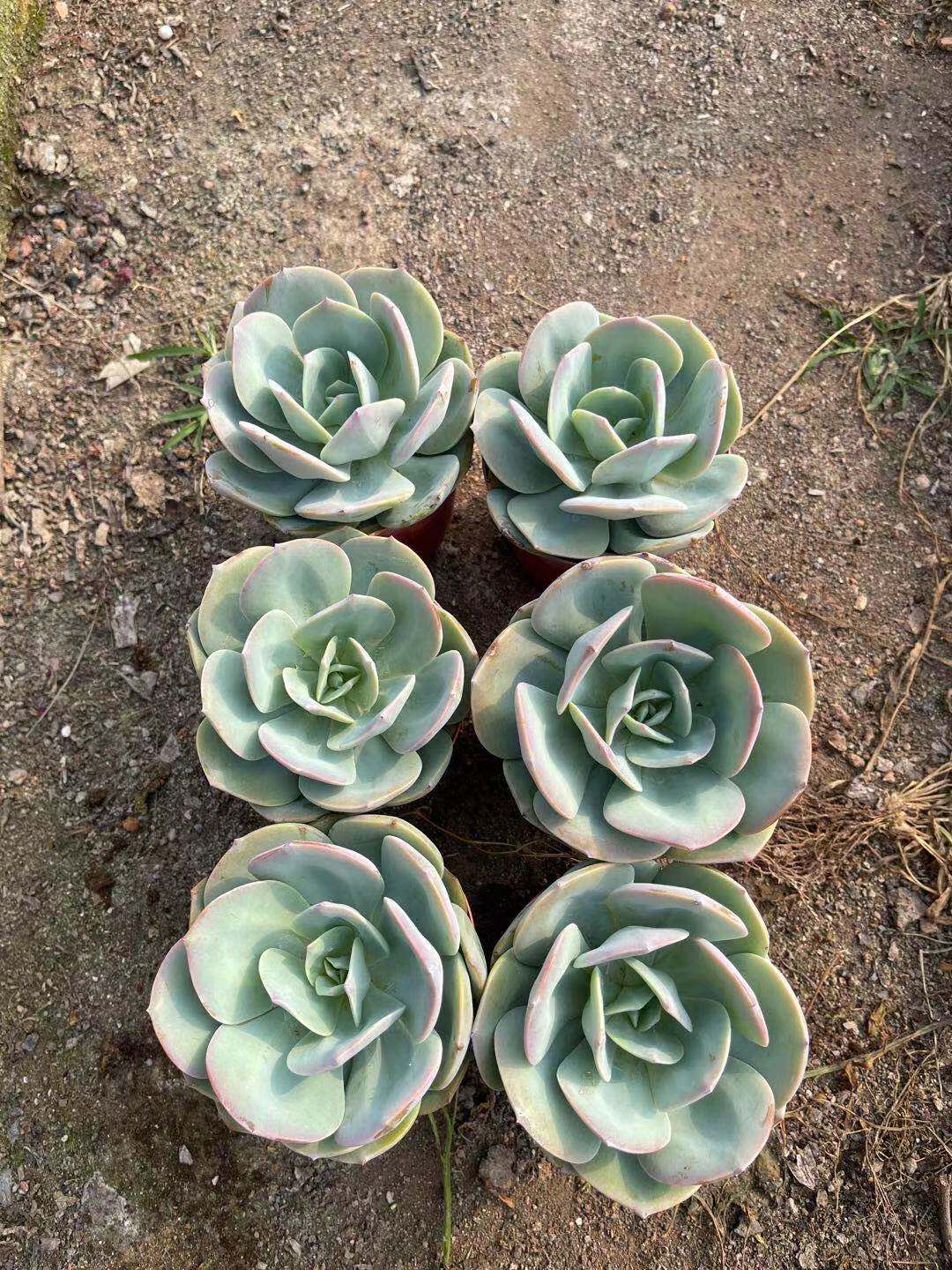 多肉包邮植物大白凤老桩多头白凤老大颗清仓清棚多肉植物