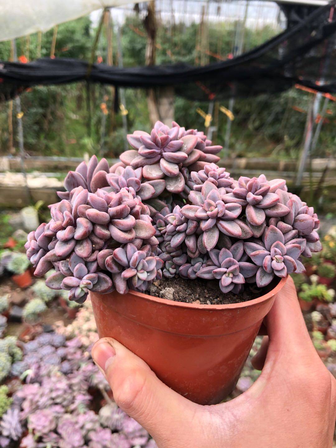 紫心多头群生多肉植物阳台美观净化空气花卉多肉植物