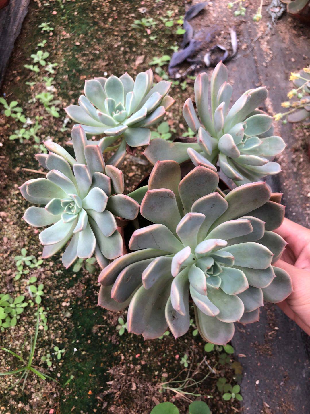 红粉佳人人多肉老桩办公室阳台美观趣味盆栽多肉多肉植物