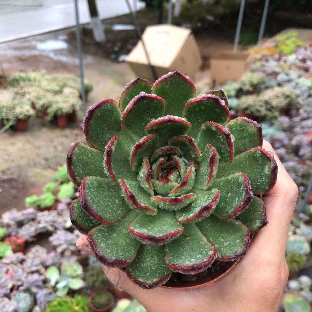 植物包邮多肉宝利宝利安安娜阳台美观趣味老桩多肉植物