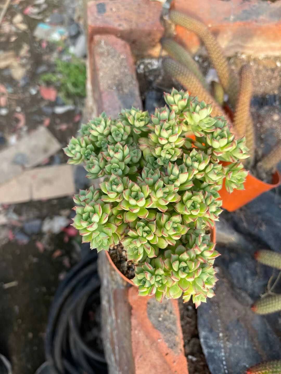老桩群生酥皮鸭老桩多肉植物大颗多头大株超大多肉植物