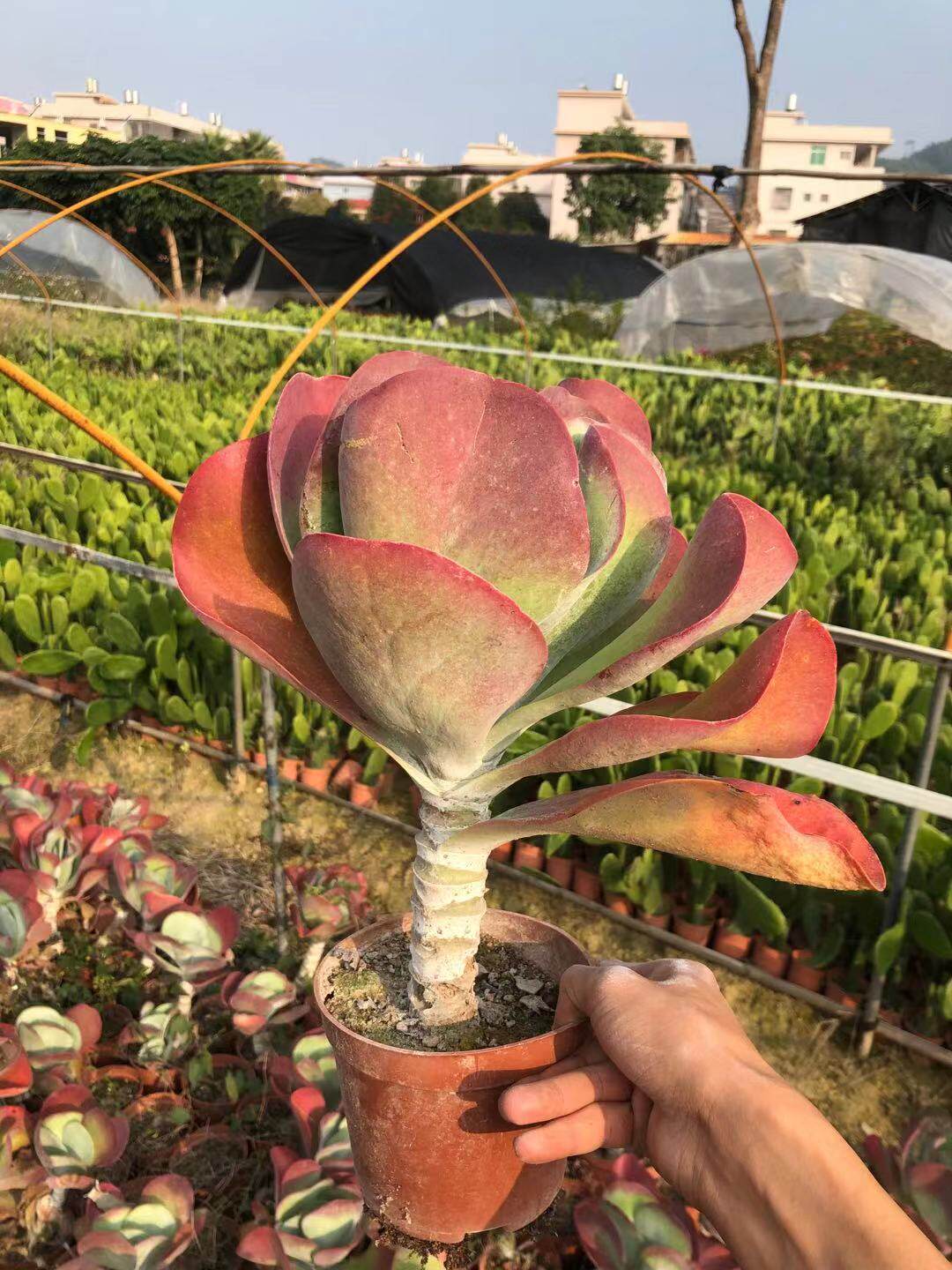 大老唐印粗桩造型桩多植物多头办公室防辐射盆栽多肉植物