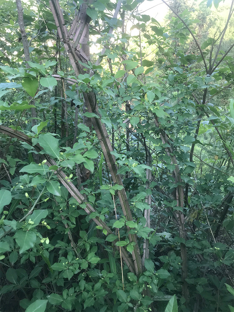 秦岭无硫鲜货新鲜货2020鬼剑野生中药材四面六月其他药食同源食品