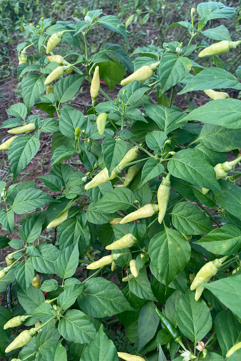 重庆农产品食用野山新鲜白米椒特辣超小米椒剁椒辣椒