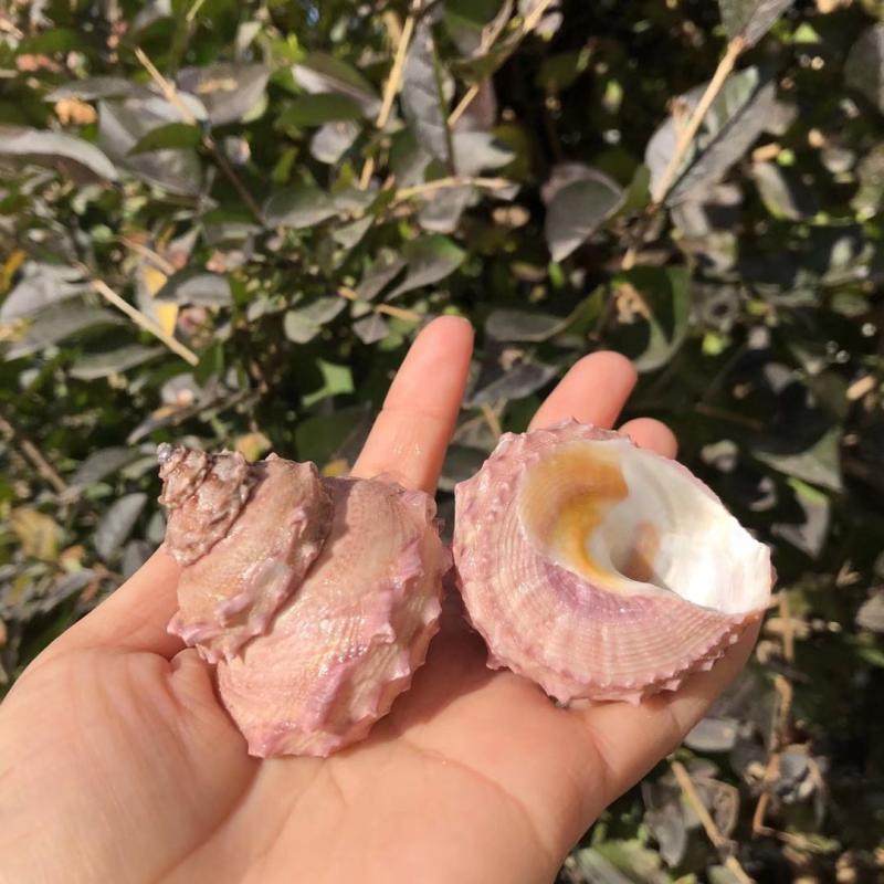 天然贝壳海螺粉色塔彩色寄居替换房子鱼缸水族海螺