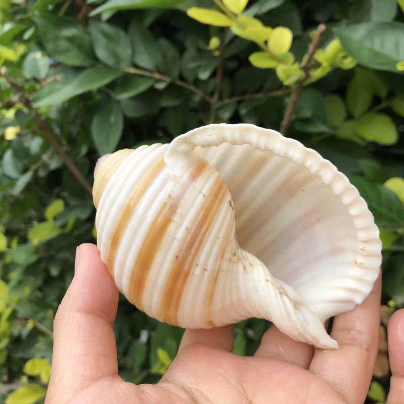 天然贝壳大海海螺琴螺鱼缸水族箱装饰品卷贝繁殖海螺