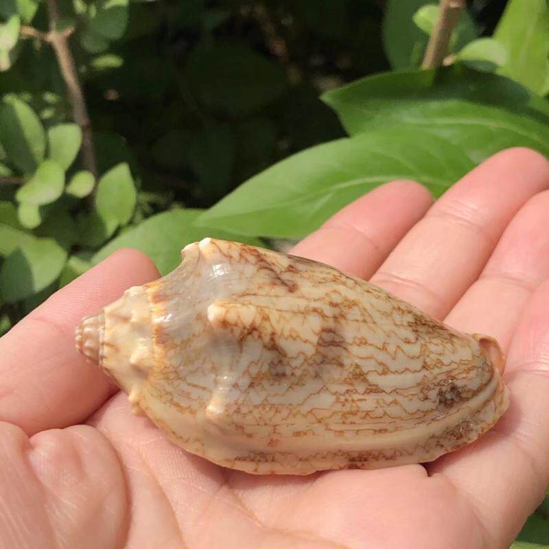 帝王天然海螺贝壳珊瑚水族箱景观装饰鱼缸造景海螺