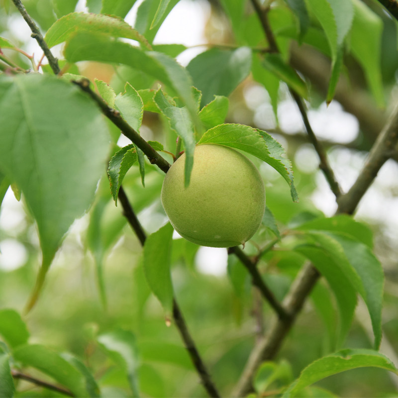 现摘2022云南新鲜青梅高山酸脆泡酒梅子水果其它