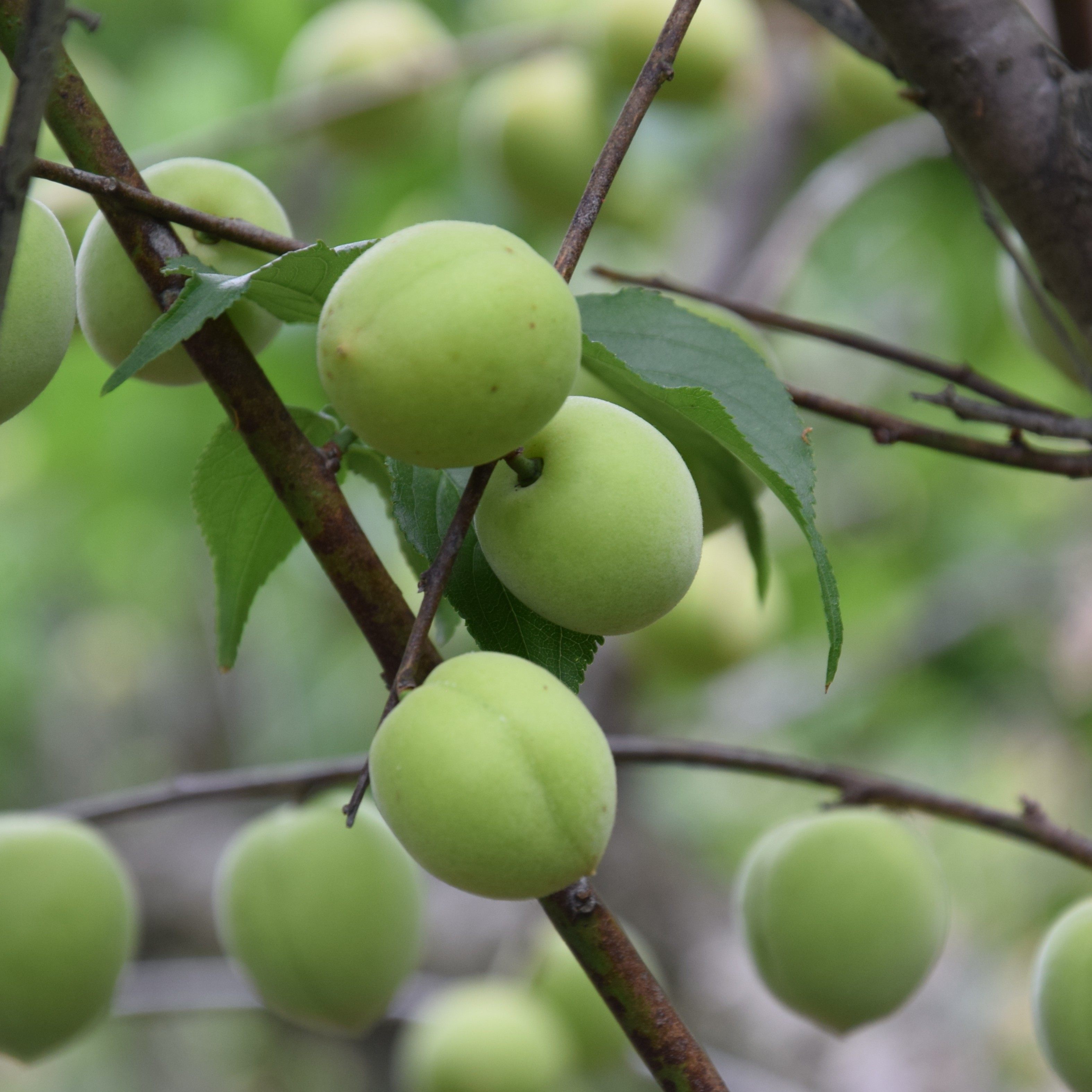 2022福建诏安新鲜青梅果高山酸脆泡酒梅子水果散装5斤包邮