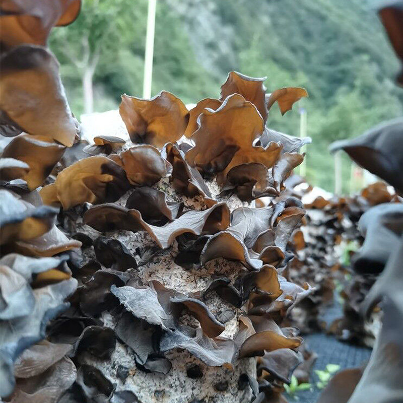 秦岭天下柞水木耳肉厚无根黑木耳凉拌土特产菌菇黑木耳