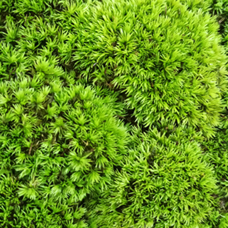 台草植物青苔鲜活景观生态微观盆栽创意迷你植物