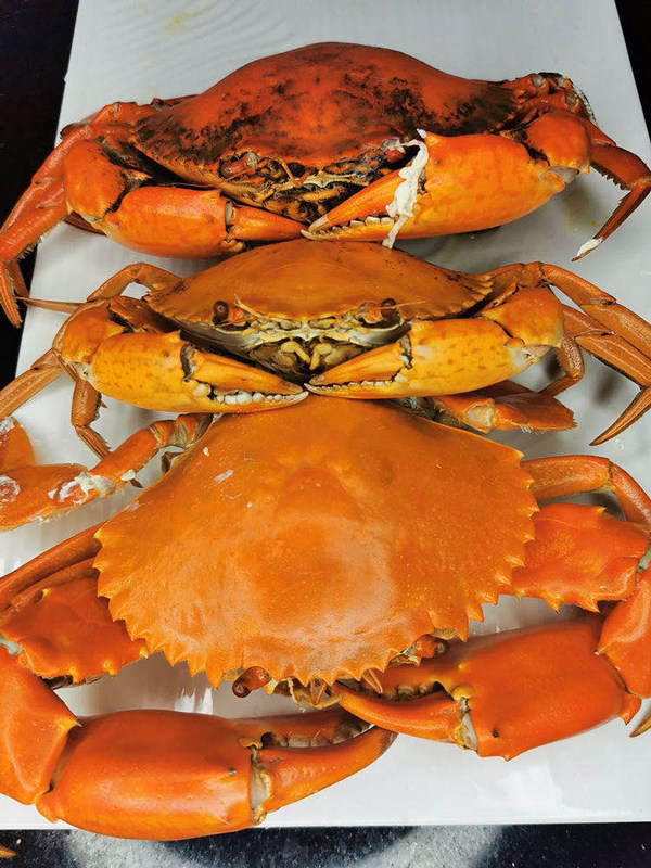 东山岛一级肉蟹红鲟蟹饱满包活共650g红膏蟹公蟹燕母蟹三只装