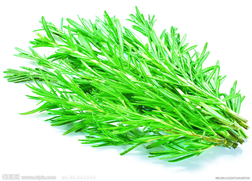 热销中 新鲜迷迭香 玛丽草 烘焙香料 西餐香料 rosemary 50g