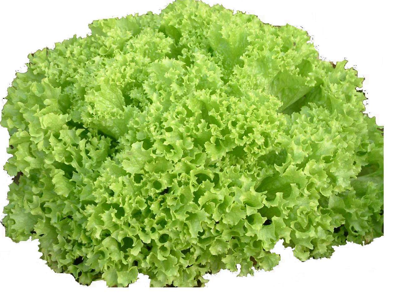 绿毛生菜广东顺丰7元绿色散叶沙律配菜300g绿珊瑚包邮西餐