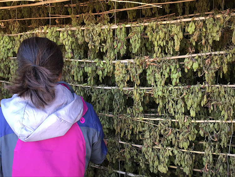 新疆特产绿香妃王葡萄干纯风干无核孕妇天然零食比吐鲁番甜500g