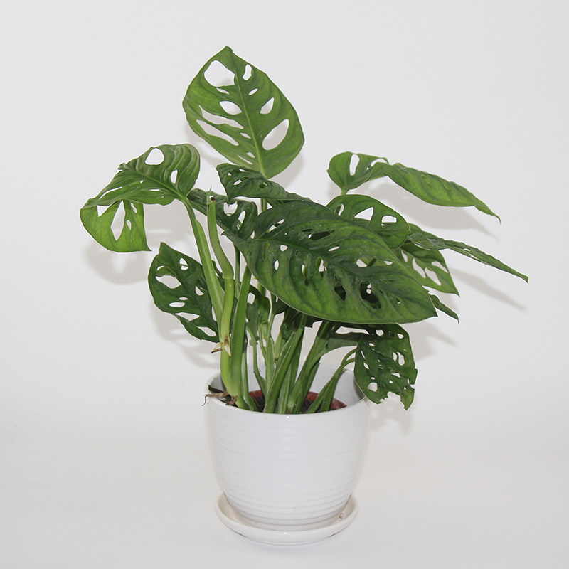 龟背植物仙洞竹水盆景叶盆景养观绿植多孔常青绿植