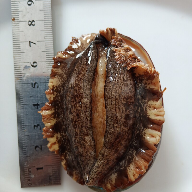 鲍鱼鲜活大个810头特大贝类海捕活新鲜生鲜海鲜鲍鱼