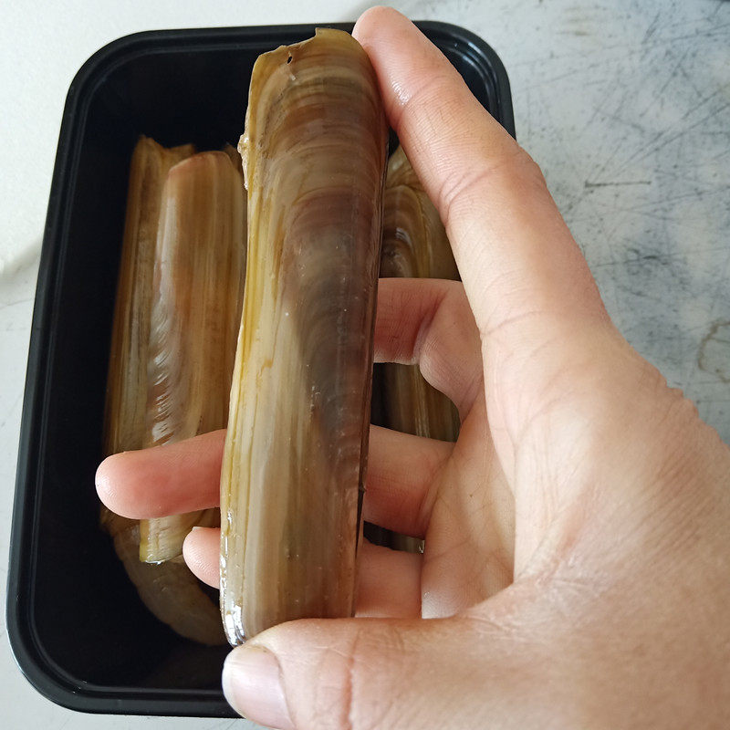 鲜活竹节新鲜青岛海特大竹蛏一斤海鲜贝类水产蛏子