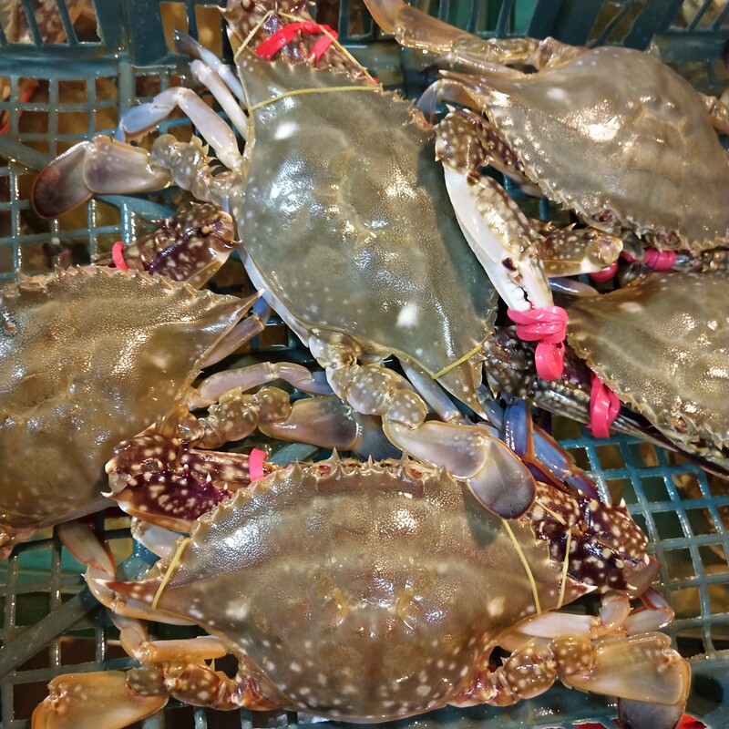 梭子鲜活青岛海捕大螃蟹海鲜水产红膏海大白飞蟹梭子蟹