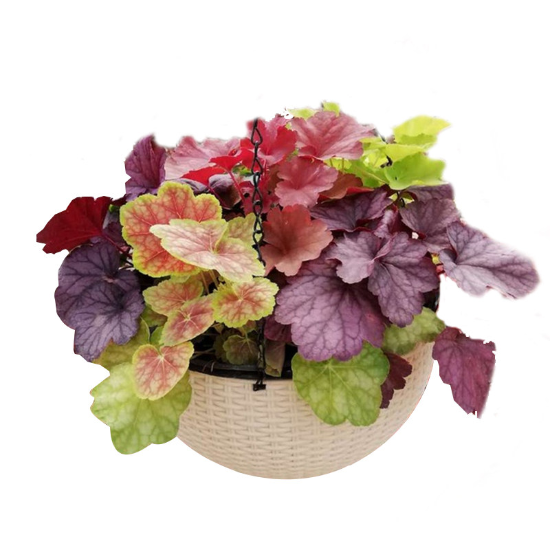 矾根盆栽花苗进口观叶花植物多色多年生叶草花卉绿植