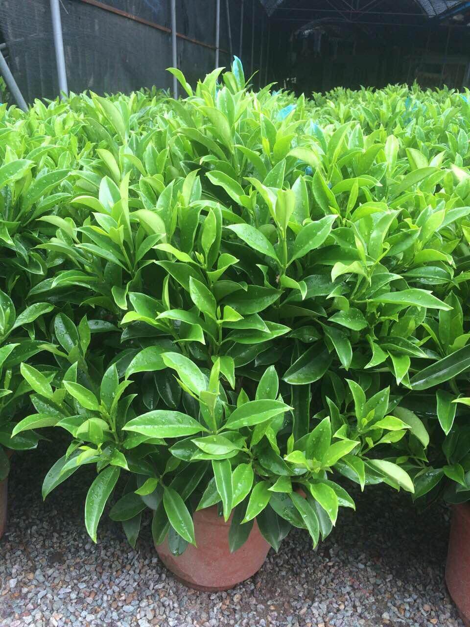 somi非洲茉莉室内客厅大型绿植花卉盆栽植物大型绿植