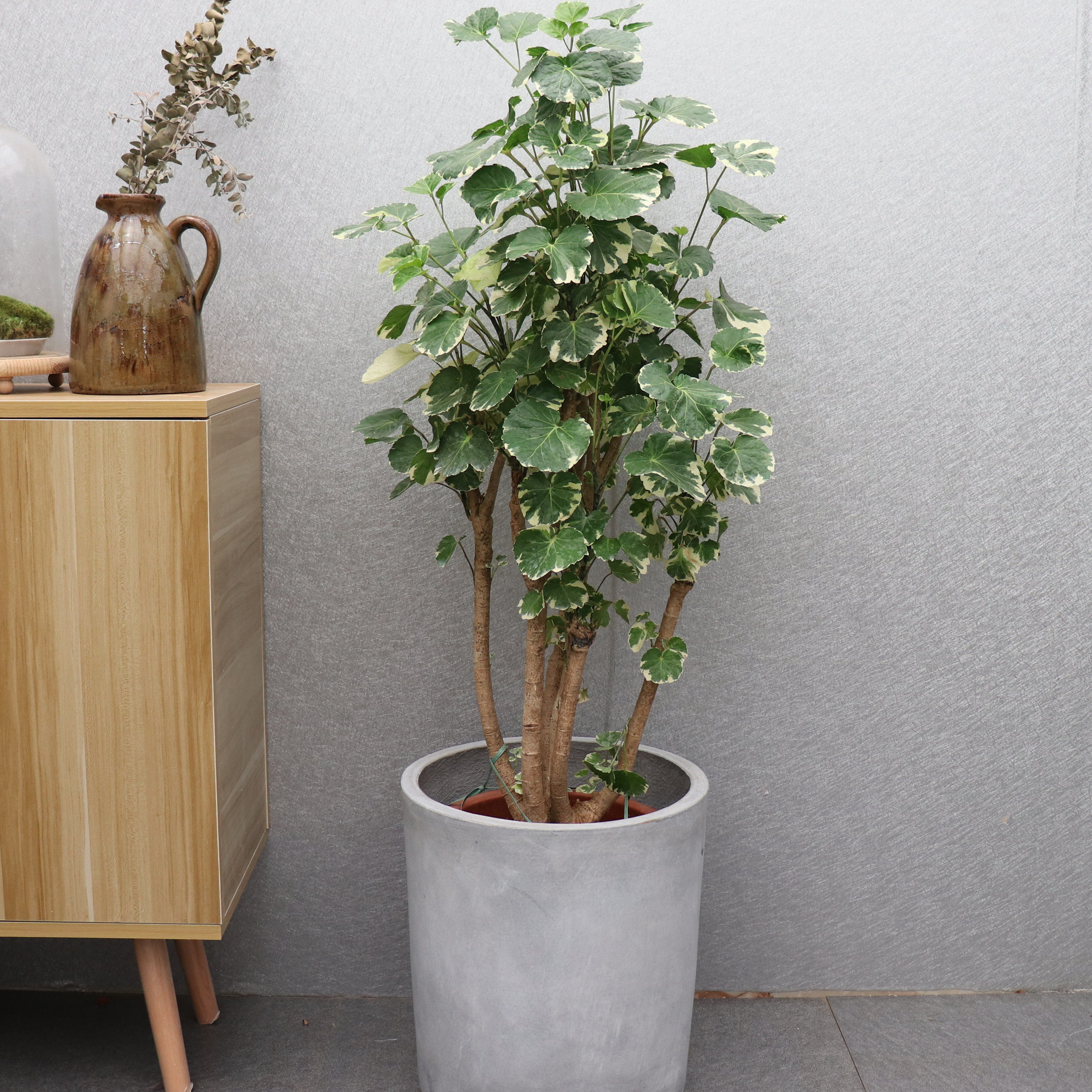 绿植圆叶金叶福禄树桩盆景办公桌客厅观叶植物植物大型绿植