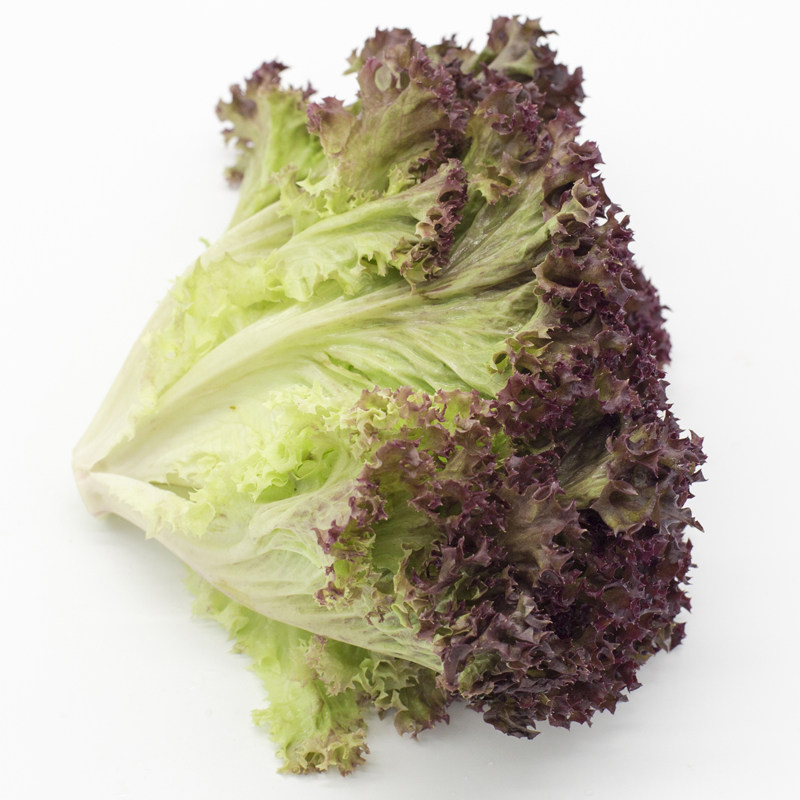 生菜罗莎西餐新鲜红叶紫叶红沙沙拉菜紫红珊瑚叶菜类