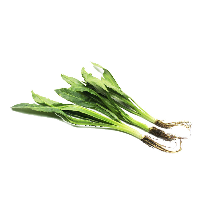 新鲜芫茜刺芫泰国香菜刺芹芫荽大芫香料调料叶菜类
