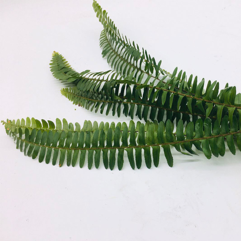 美华新鲜排草排骨草香排装饰摆盘花草1把约小排其它