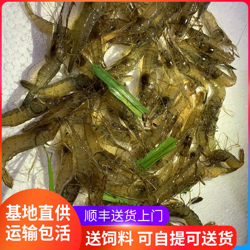 虾苗淡水大头虾河虾本青虾养殖罗氏沼虾水花一万虾