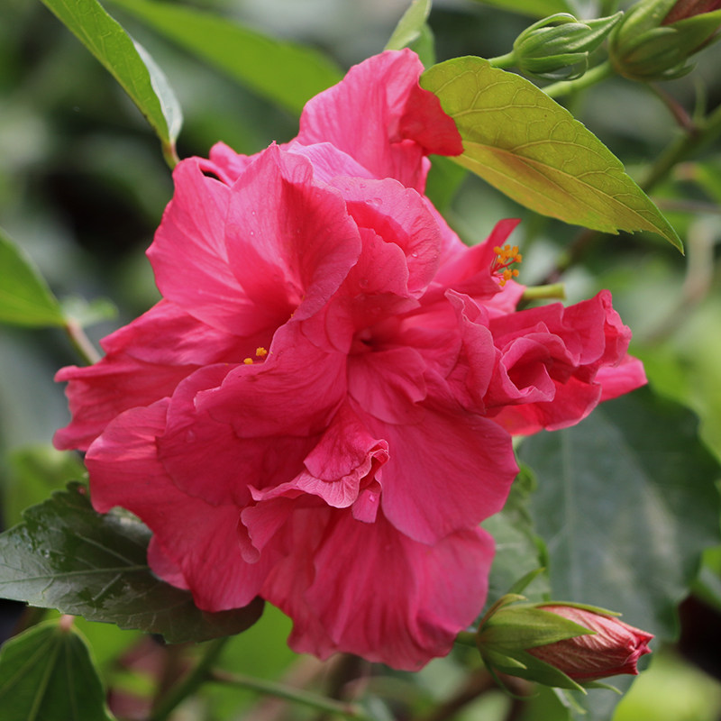 东篱园艺 重瓣类粉色 扶桑花 朱槿佛桑盆栽地栽四季开花多款可选