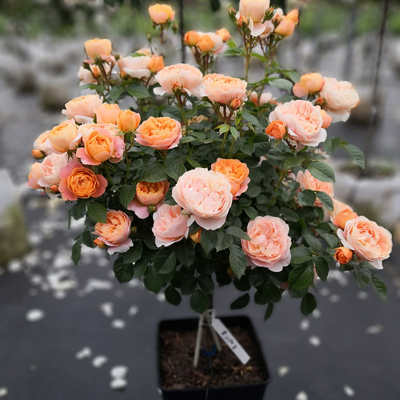 天狼小棒棒棒糖月季金丝雀果汁阳台盆栽花卉植物月季