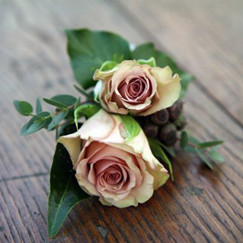 盆栽天狼梦寐25升多季灌木月季观赏植物玫瑰玫瑰花花卉