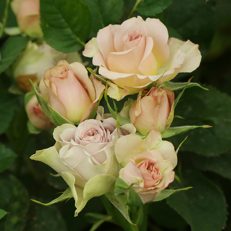 盆栽天狼梦寐25升多季灌木月季观赏植物玫瑰玫瑰花花卉