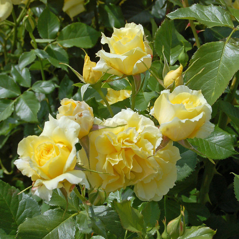 天狼中国女孩2.5升盆栽庭院露台灌木月季观赏植物月季