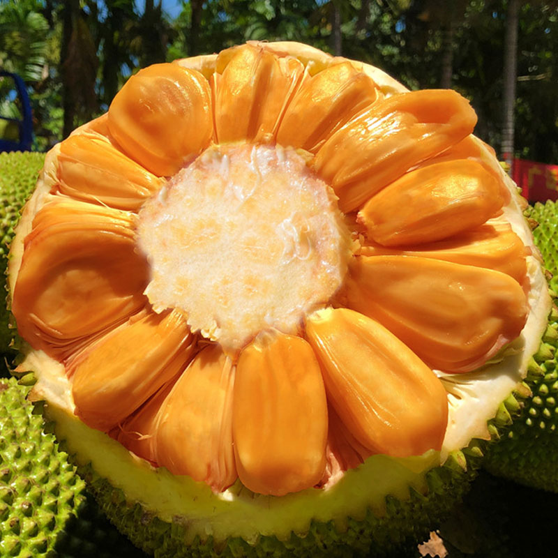 越南菠萝菠萝蜜蜜红整个新鲜水果包邮810斤波罗蜜菠萝蜜