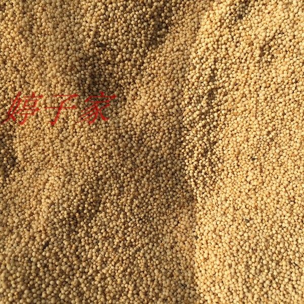 野生爆米花粽子包粽子黏米千千千穗高蛋白籽粒芊芊其它粮食