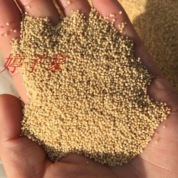 野生爆米花粽子包粽子黏米千千千穗高蛋白籽粒芊芊其它粮食