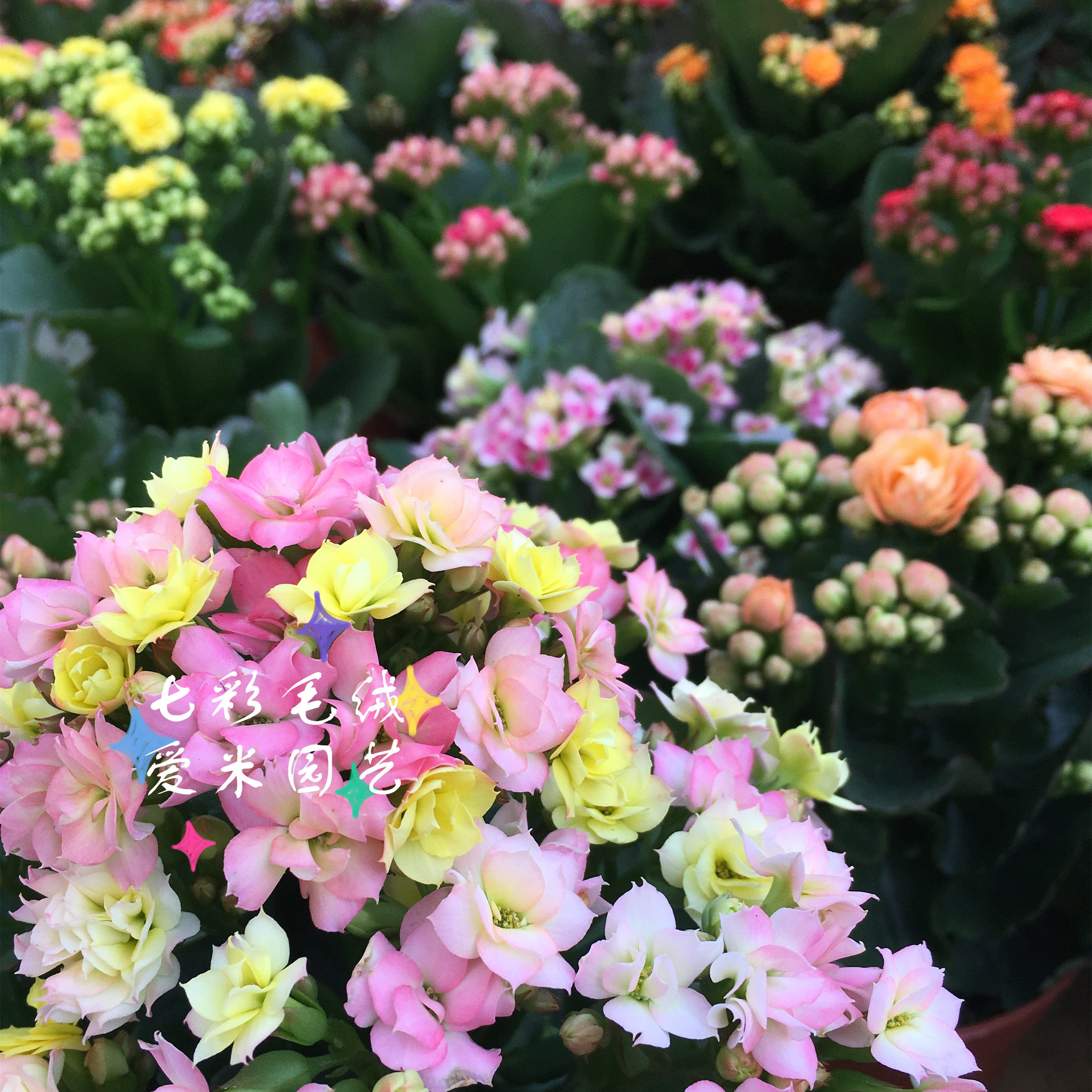 爱米园艺长寿花重瓣绿植花卉系列新品et-外星人时令草本花卉