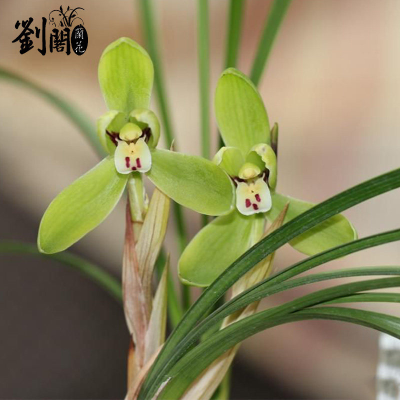 刘阁兰花苗原生苗老种春兰龙字老八之一冬带花苞时令草本花卉