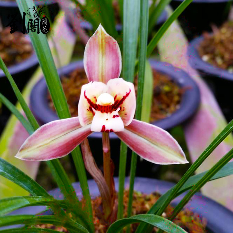 刘阁兰花苗春兰名品荷瑞冬带浓香花苞出售好养时令草本花卉