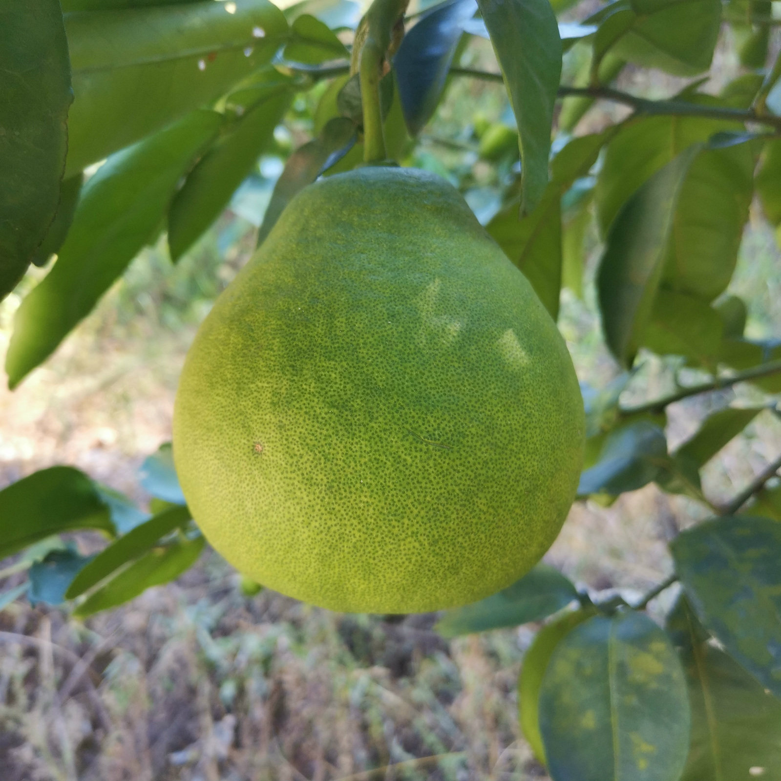 吉安特产正宗安福横龙金兰柚子江西萍乡井冈山柚子